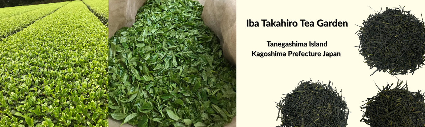 Iba Takahiro Tea Garden