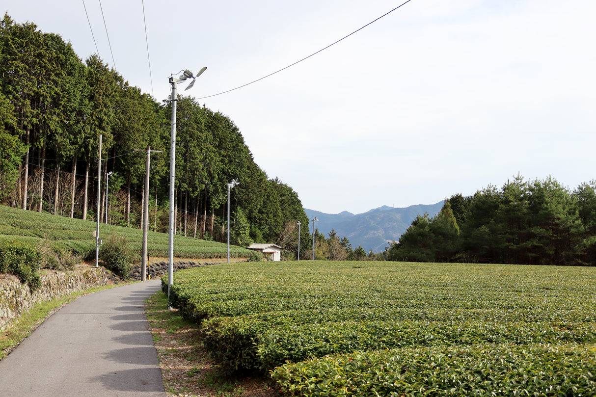 #1054.G1 Nitta Tea Factory: Premium Sencha yunomi.life 4