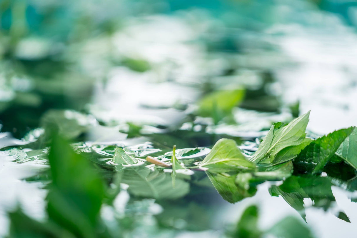 #0944.J1 Hiroko’s Herb Garden: Dried Wahakka Japanese Mint Herbal Tea Grown in Koga Village, Ibaraki, Japan