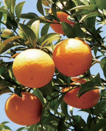 TEETAUKO SOIJAKYNTTILÄ