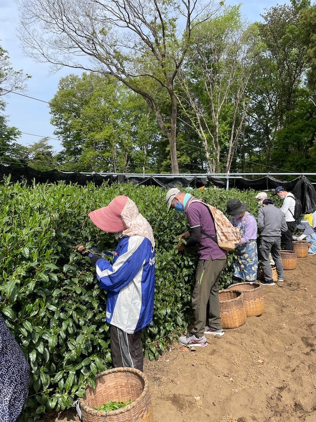 #0558.S2 - 2025年厳選 初摘み狭山茶きらり31 受賞歴のある15代目農家 奥富正博の単一品種