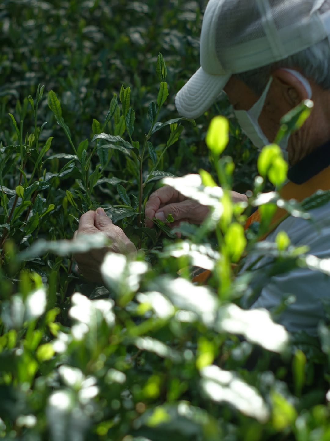 スタジオレッスン - お茶のプロまたは愛好家レベル - パーソナライズされた日本茶の奥深さ