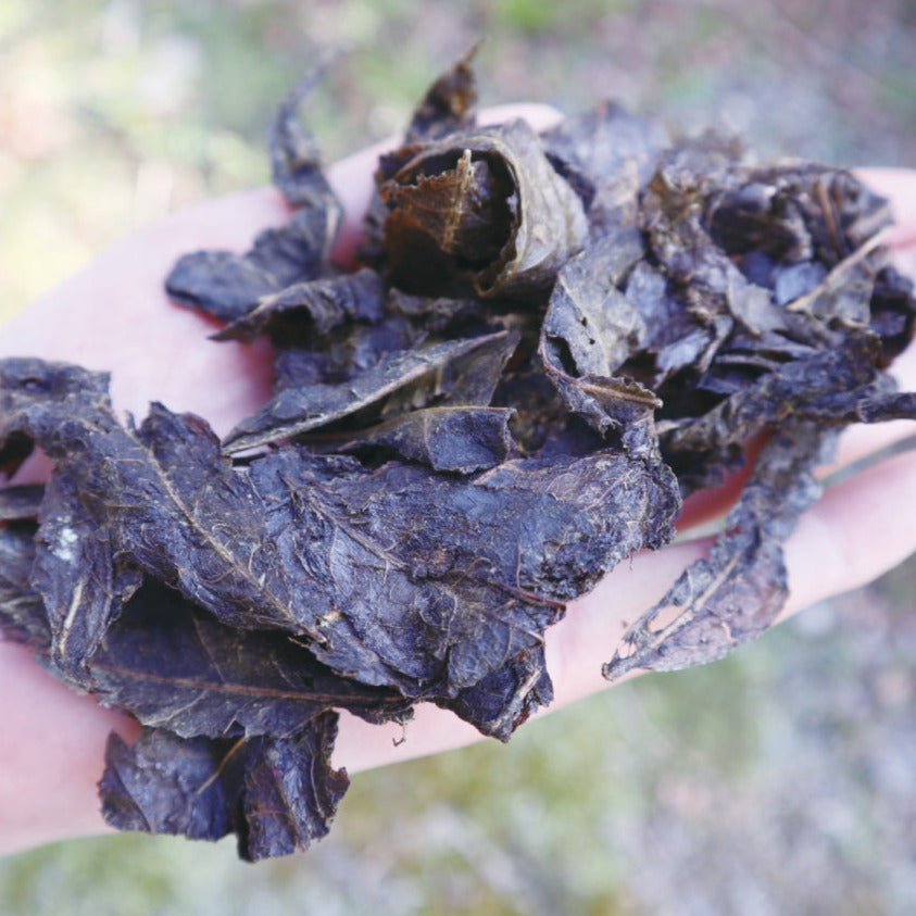 #0601.E1 Ishizuchi Kurocha (Aged 3+ years) - Fermented Dark Tea from Ehime Prefecture - EH002