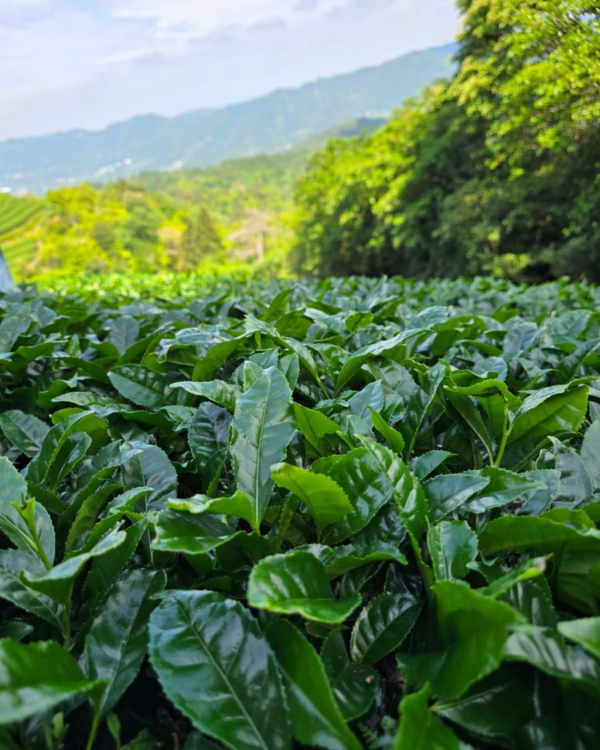 #0111.K6 一本松 - 東茶園産 自然栽培オクミドリ品種 宇治抹茶 標準式典グレード 一本松