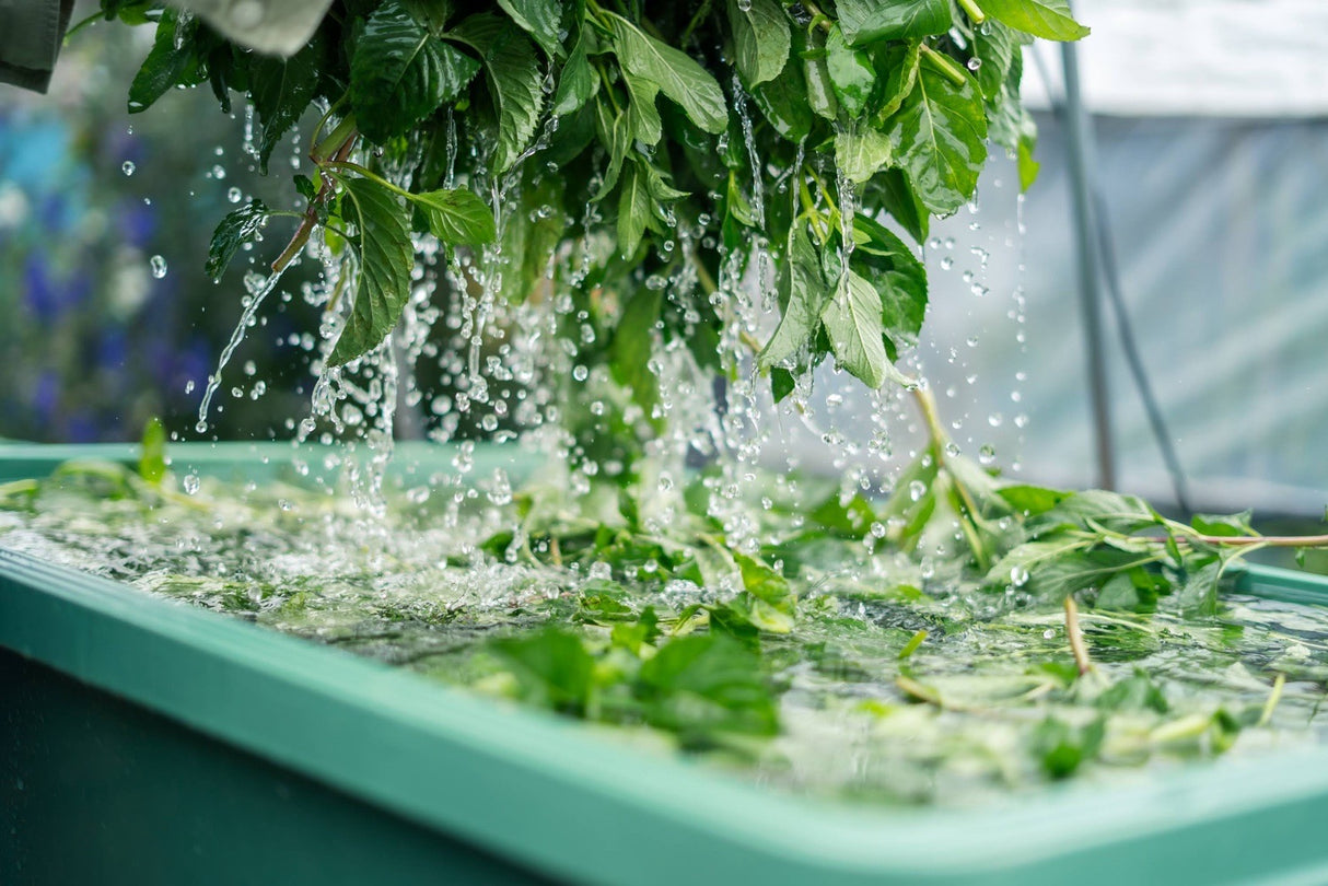 #0946.J1 Hiroko’s Herb Garden: Dried Bergamot Mint Herbal Tea Grown in Koga Village, Ibaraki, Japan