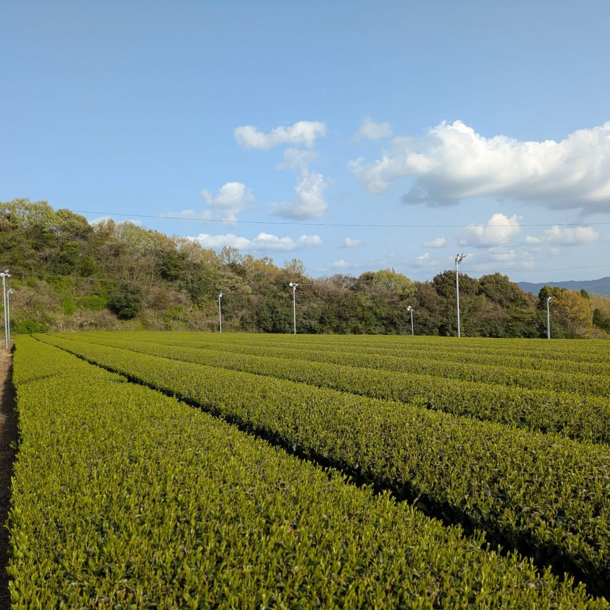 #0434.F2 球磨茶園 FK031: さえみどり御料山八女煎茶 奥八女上陽茶さえみどり