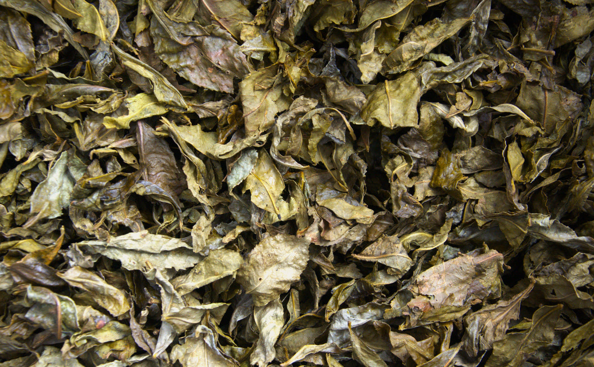 #0834.T2 農家 石本明美さん厳選 徳島県産 ししくい寒茶