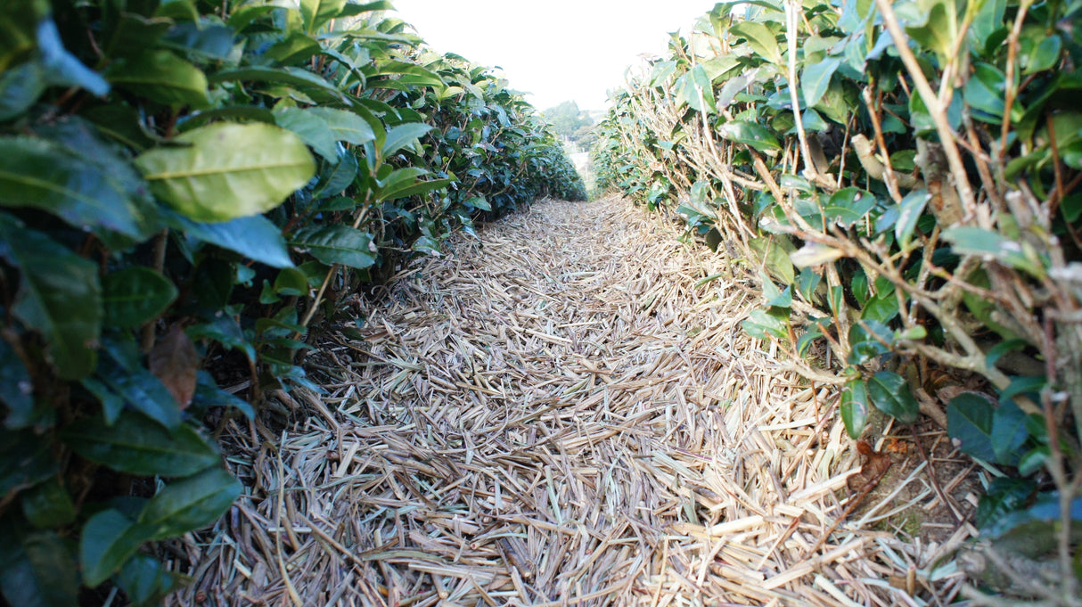 Highashiyamacha-tea-chagusaba