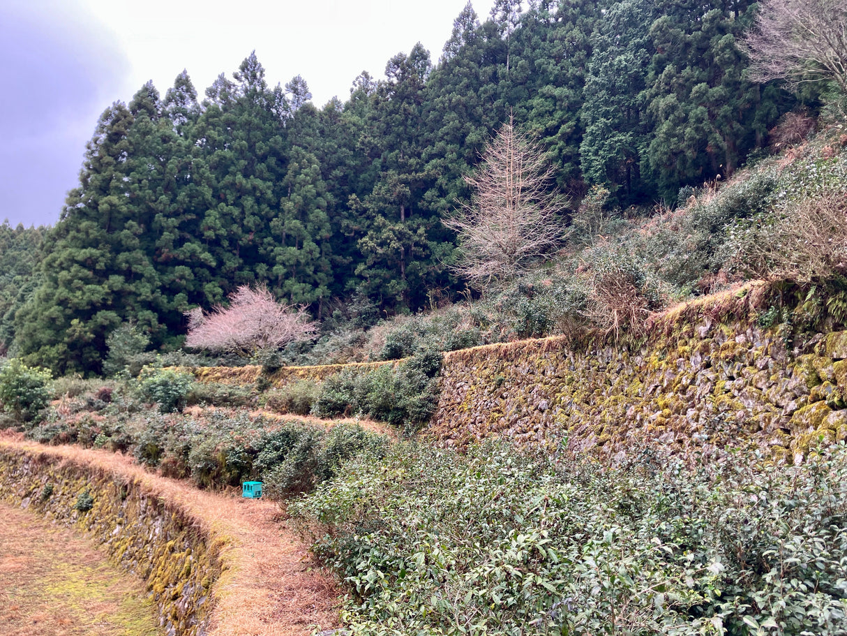 #0834.T2 農家 石本明美さん厳選 徳島県産 ししくい寒茶