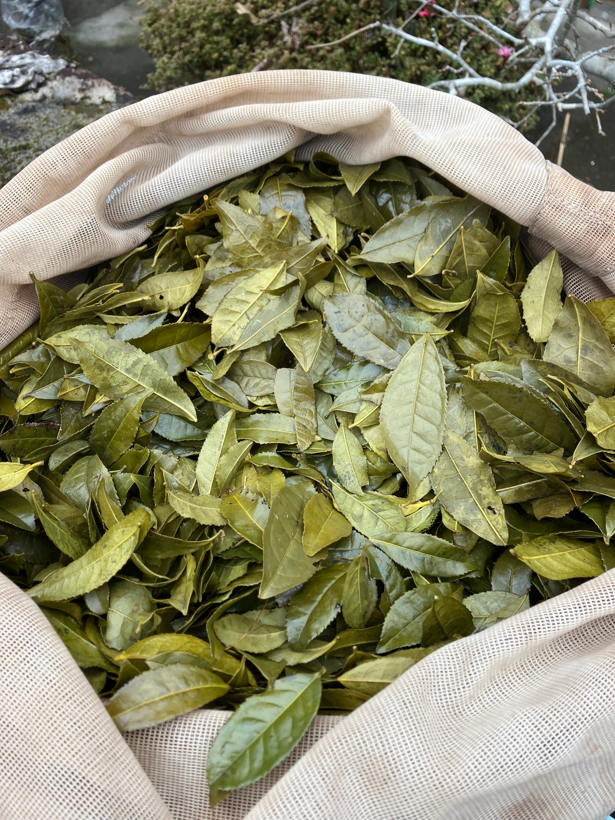 #0834.T2 農家 石本明美さん厳選 徳島県産 ししくい寒茶