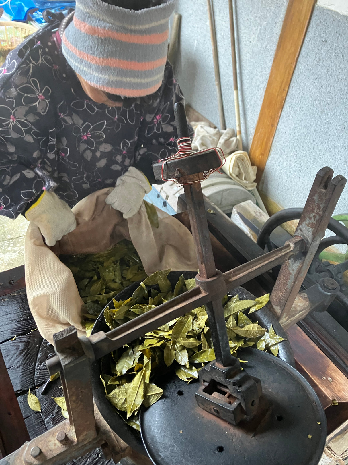 #0834.T2 農家 石本明美さん厳選 徳島県産 ししくい寒茶