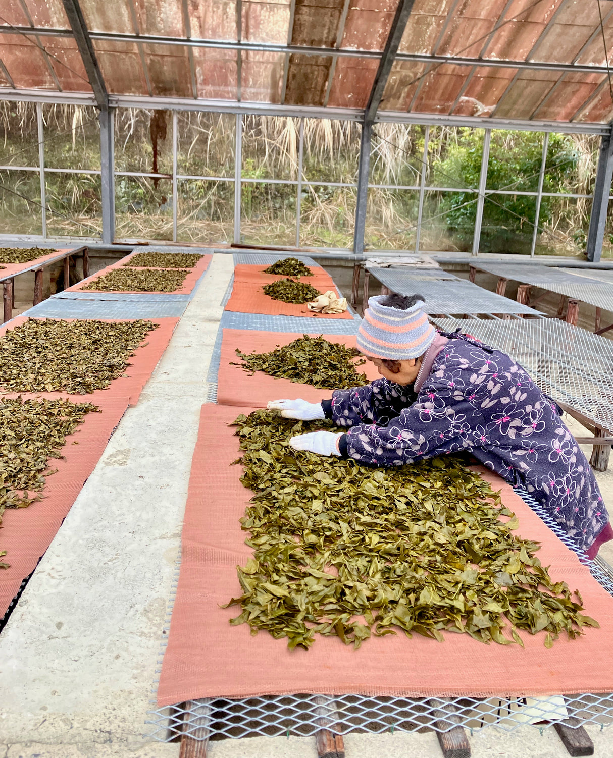 #0834.T2 農家 石本明美さん厳選 徳島県産 ししくい寒茶