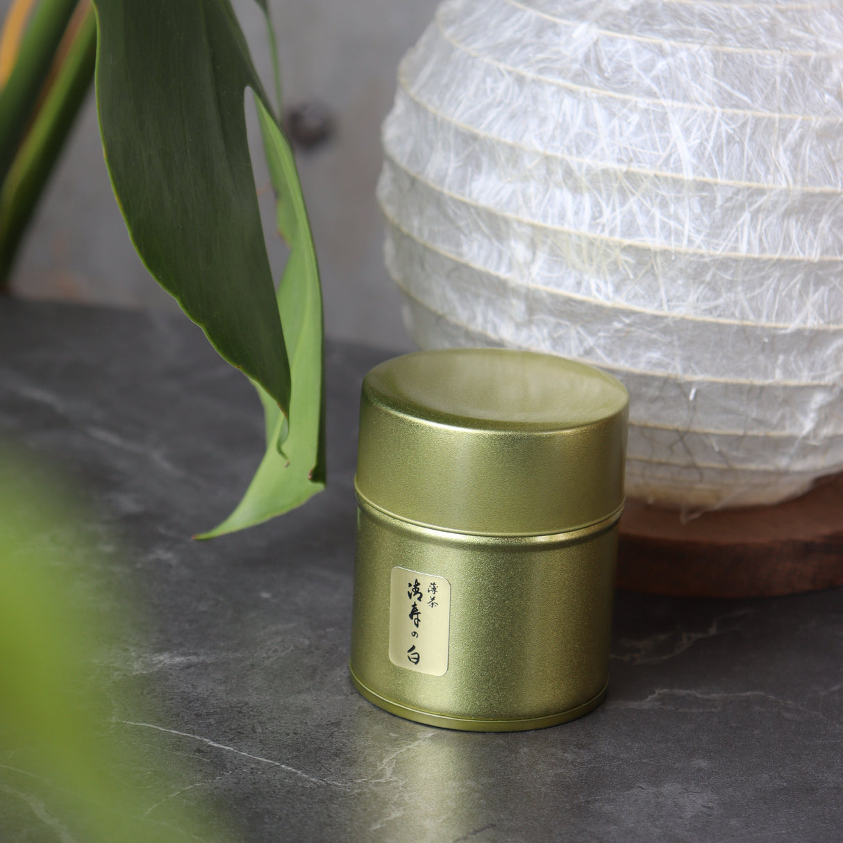 #0870.S5 Chikumeido: Usucha Matcha Seiju no Shiro 抹茶【清寿の白】