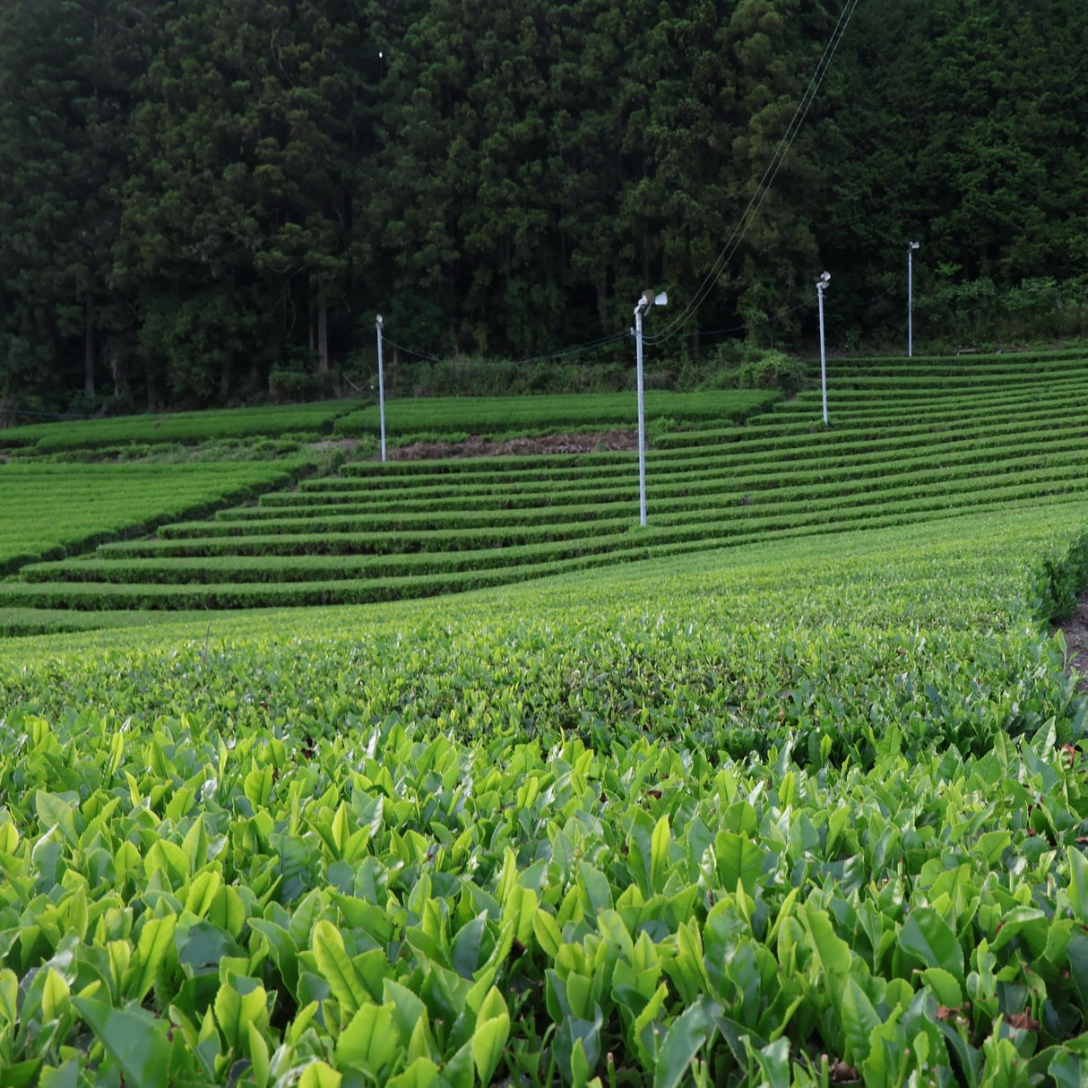 #1093.I1 Shimizu Tea Garden: Bou-Hojicha Teabag / 清水園 奥久慈 ほうじ茶ティーバッグ