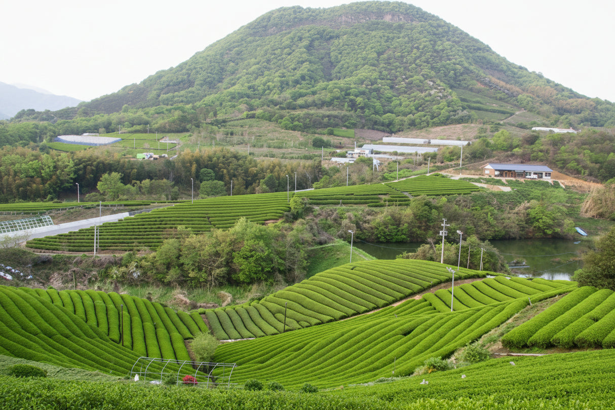 #1072.01 : 2026 Takase Tea Coop : Premium Sencha "Sanuki" / 特上煎茶「讃岐」