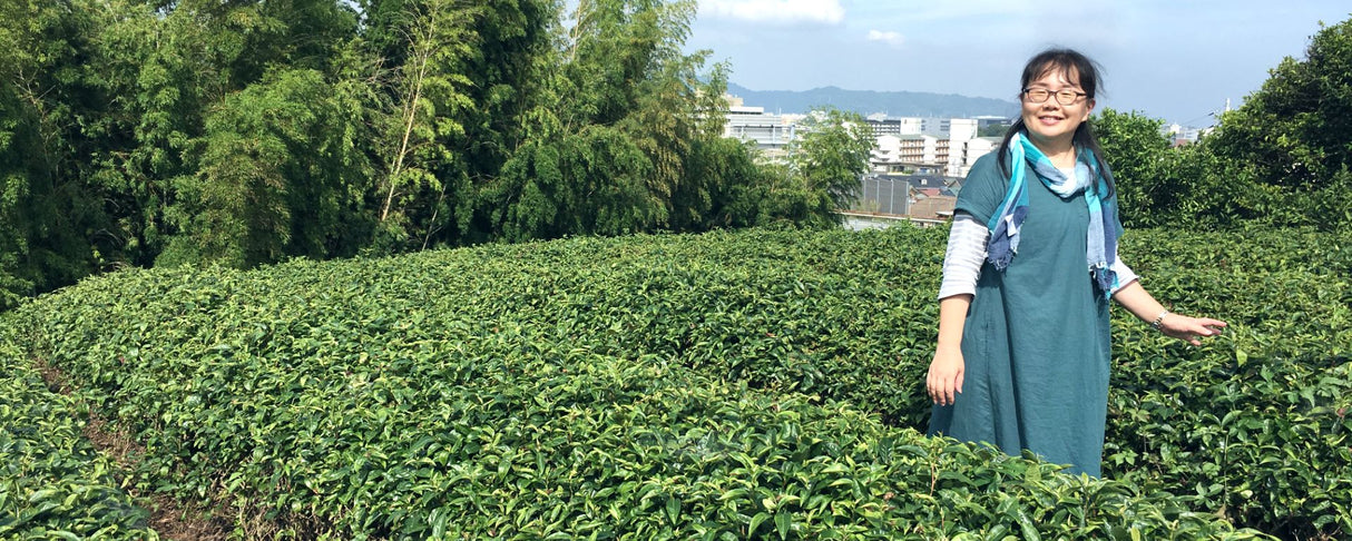 #0170.K3足柄茶ラボ:荻窪煎茶やぶきたマイクロロット(神奈川県小田原市)