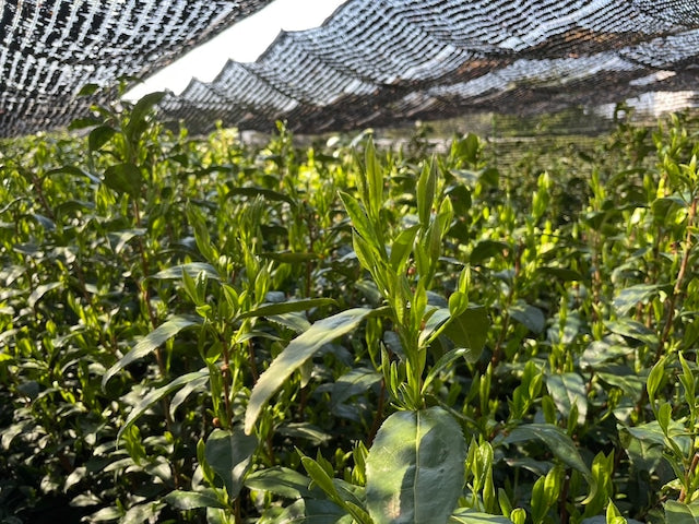 #0558.S2 - 2025年厳選 初摘み狭山茶きらり31 受賞歴のある15代目農家 奥富正博の単一品種
