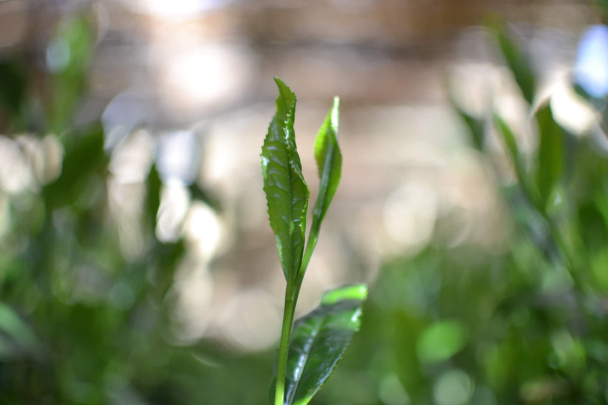 #0398.S5 ケインズティー: 2025 本酢 No. 5 - コンペティショングレード 静岡県川根産浅虫煎茶