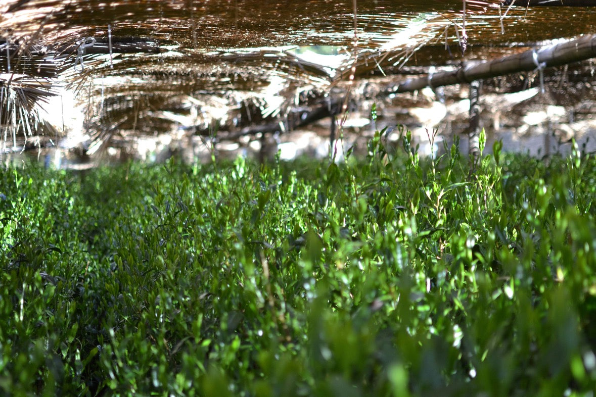 #0398.S5 ケインズティー: 2025 本酢 No. 5 - コンペティショングレード 静岡県川根産浅虫煎茶