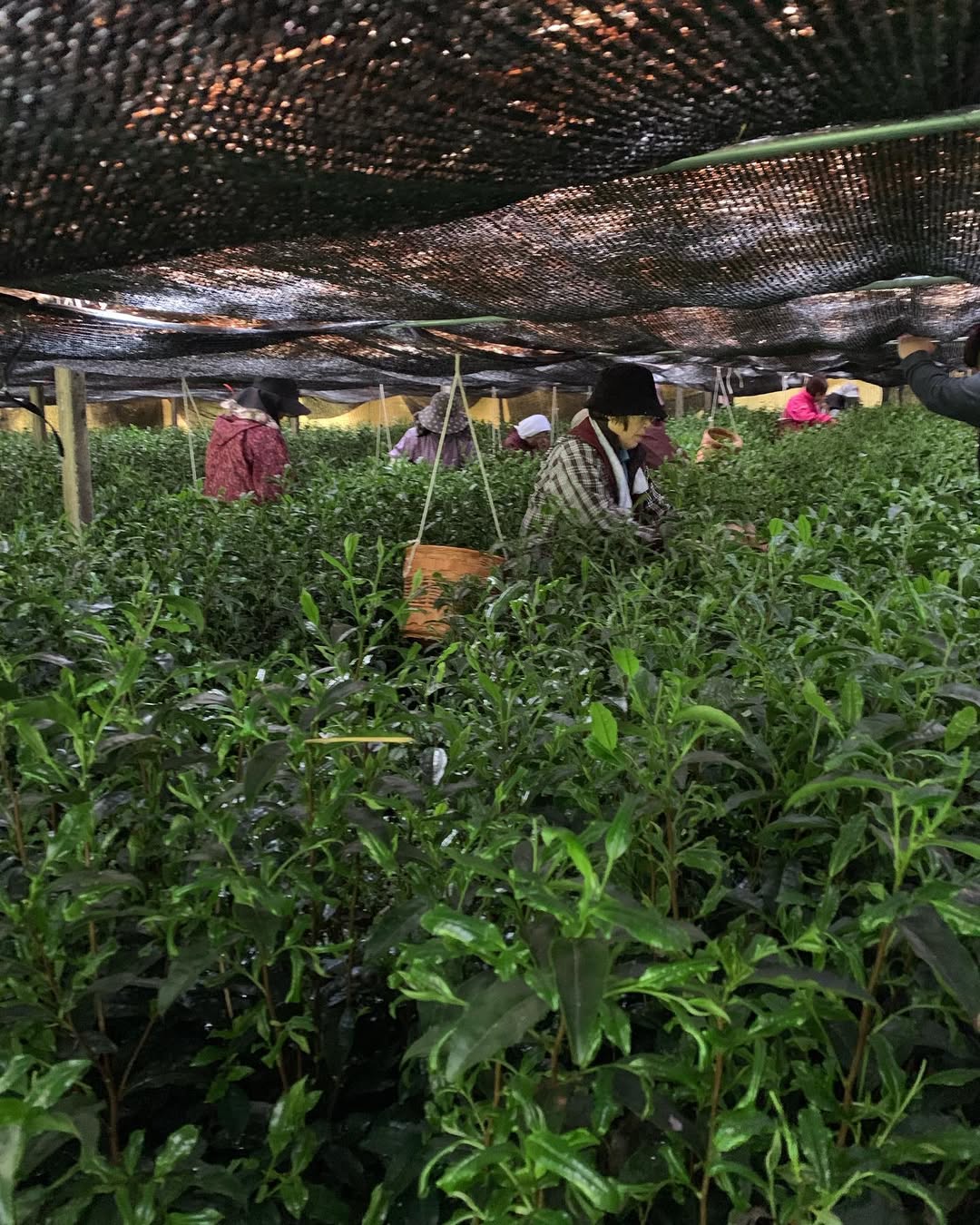 #0065.F2 栗原茶:匠の技 - 栗原遺産玉露