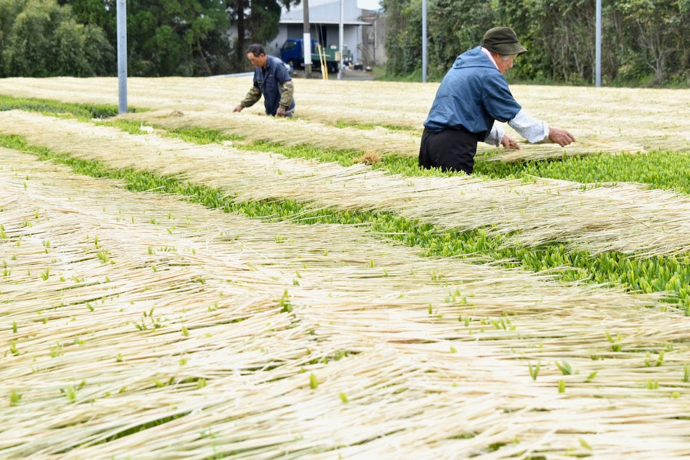 Furuichi Seicha #12: 2024 Warakake - Olkivarjostettu Fukamushicha, viljelijä Kuwazuru Sumiyoshi わらかけ