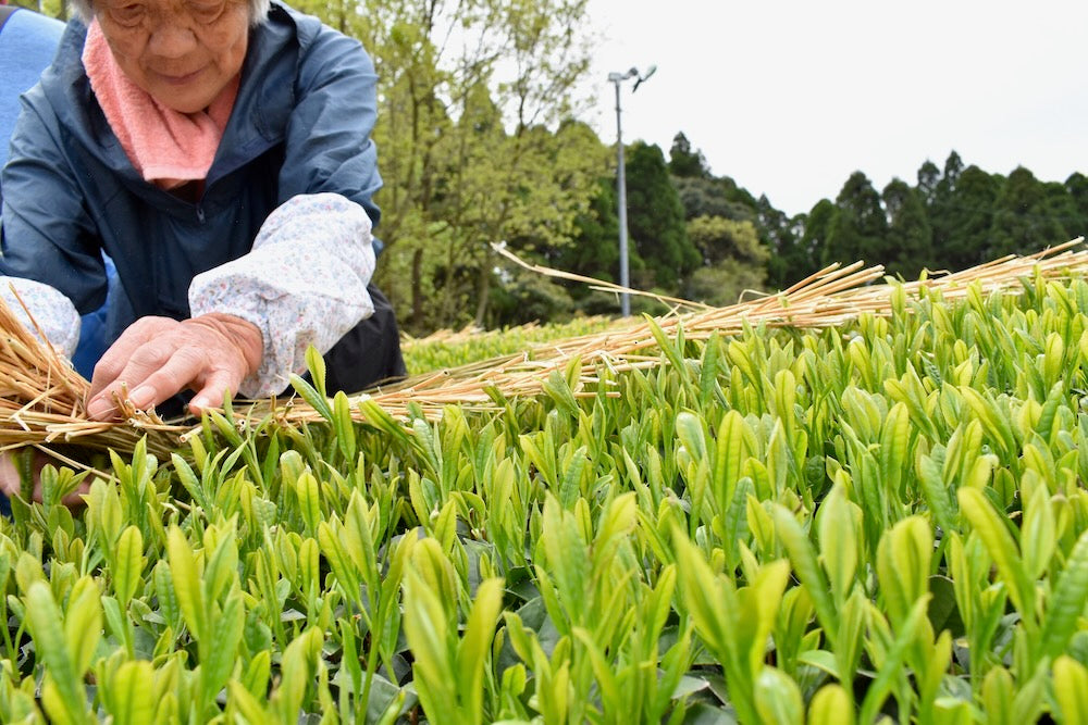 Furuichi Seicha #12: 2024 Warakake - Olkivarjostettu Fukamushicha, viljelijä Kuwazuru Sumiyoshi わらかけ