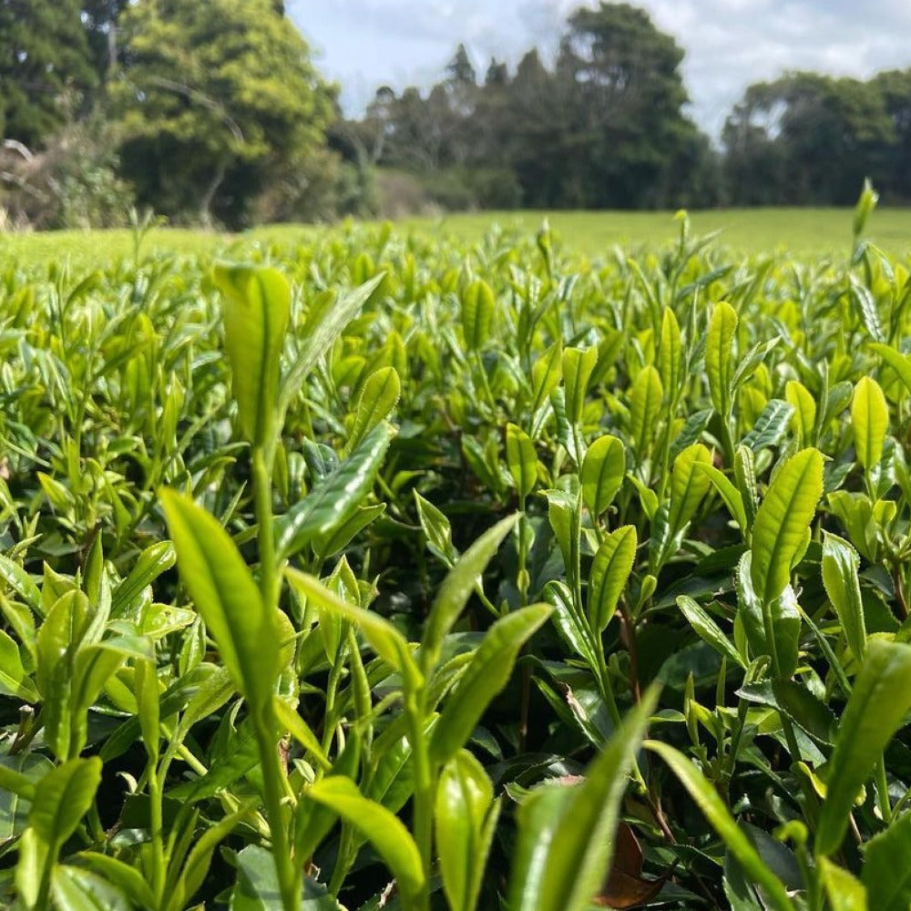 Shuntaro single cultivar Tanegashima tea field