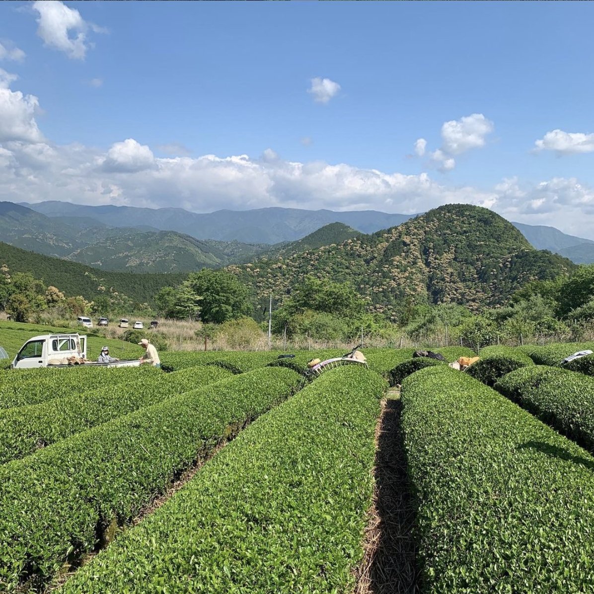 #0615.N3 みとちゃ NR001: 天日干し釜炒り茶(軽焙煎)