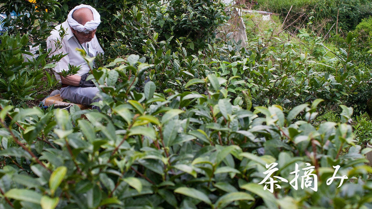Michiko's Handpicked, Sun-Dried Awa Bancha from Kamikatsu Village, Tokushima - Yunomi.life