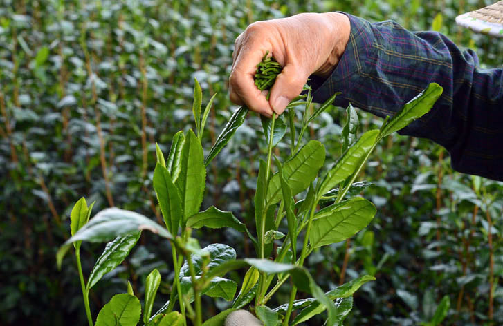 #0245.S2 備前屋: #05 はる - 手摘み狭山茶白茶 福緑品種 狭山白茶 白瑠(はる)