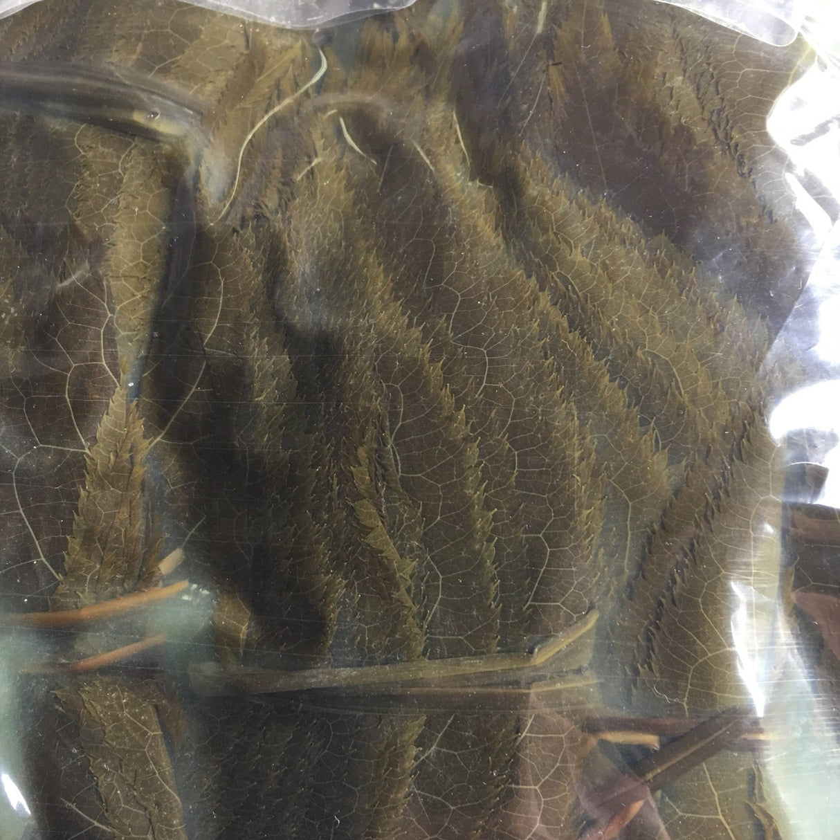 Tomiz: Pickled Sakura Leaves from Izu Peninsula, Shizuoka 桜葉の塩漬(伊豆産) - Yunomi.life