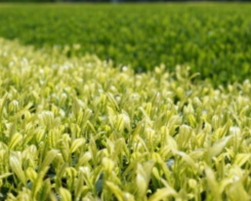 Yoshino Tea Garden: Horai Kincha Single Cultivar Sayama Golden Sencha Green Tea 蓬莱錦茶 - Yunomi.life