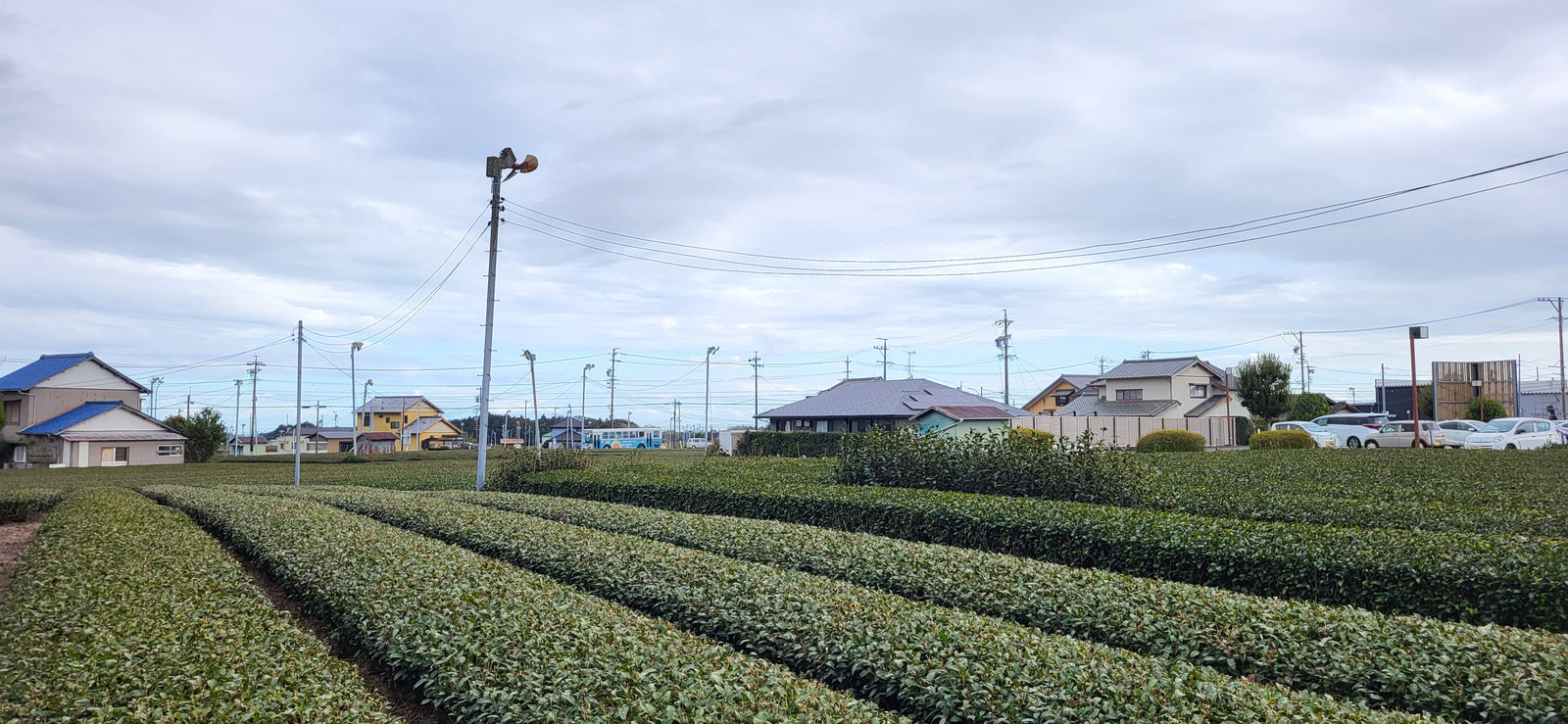 Shimada Japanese Black Tea Festival