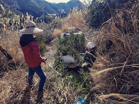 Full Moon Harvest Wha-ha-ha Three Year Bancha