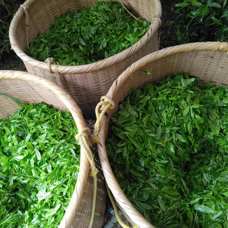 Yamacha Tasting Events