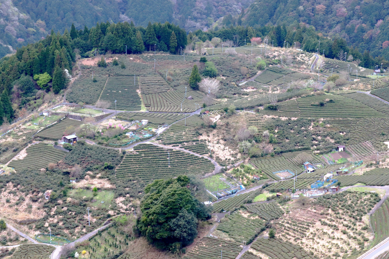 Ancient Mist Tea – Visiting Denroku Tea Garden, Home of “Tenku no Koraicha” in Kasuga, Gifu