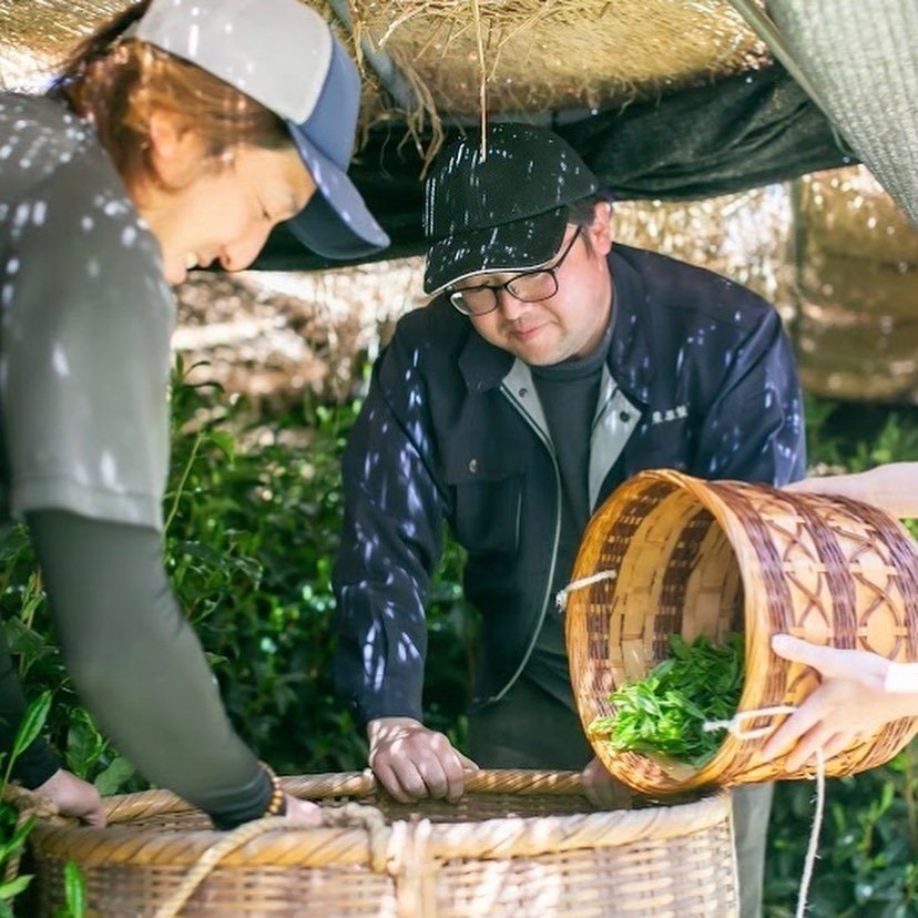 All About Shading in Japanese Tea Cultivation - Yunomi.life