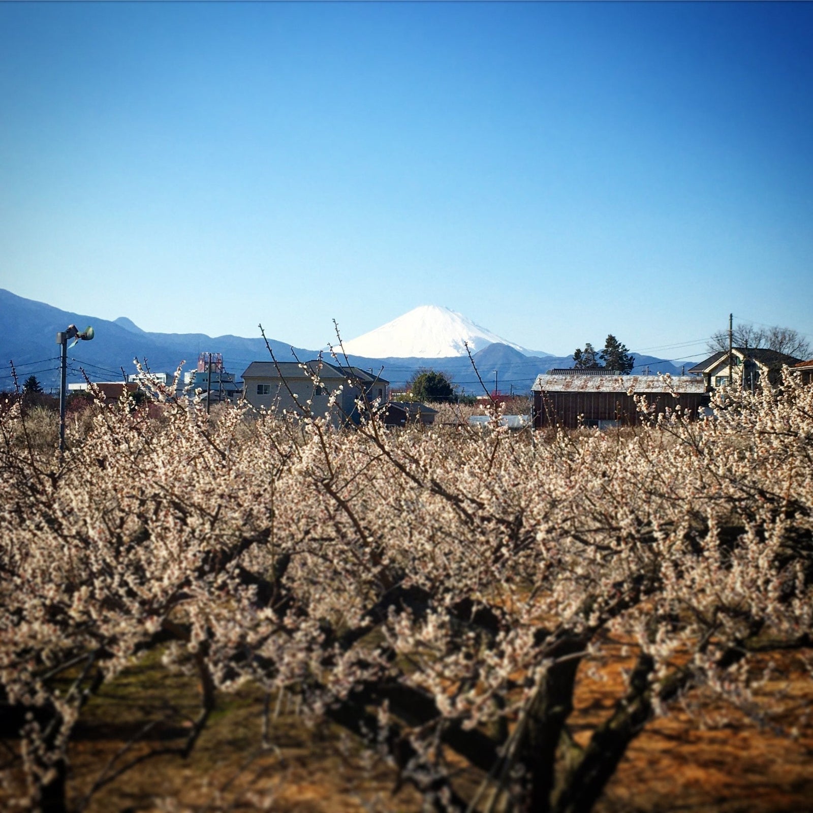 As spring begins to bloom... - Yunomi.life