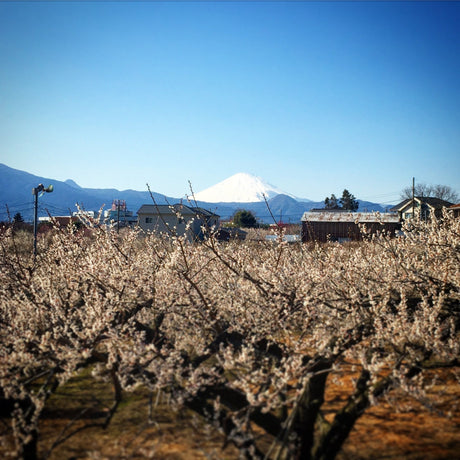 As spring begins to bloom... - Yunomi.life