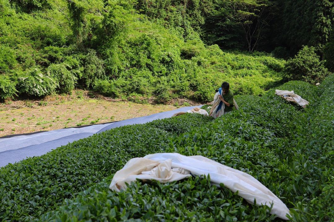 Birthplace of Japanese Green Tea - Ujitawara - Yunomi.life