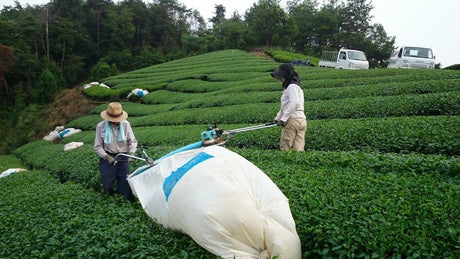 Japan's tea production volume and area - Yunomi.life