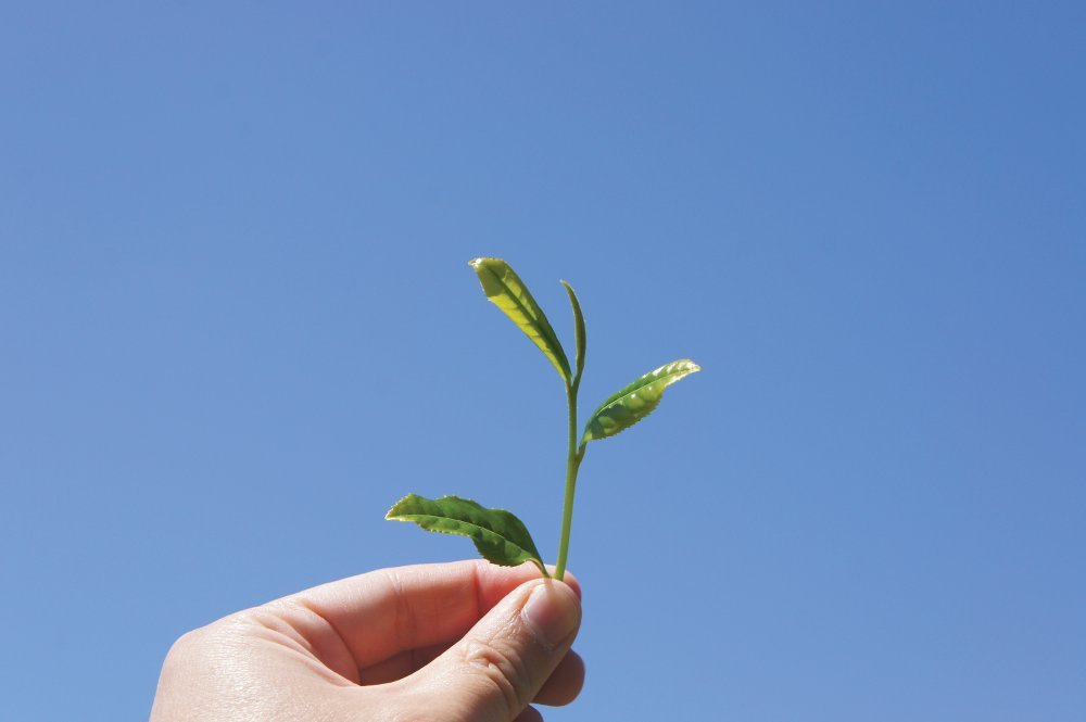 The Chatsumi Song, celebrating the spring flush of tea leaves (video) - Yunomi.life