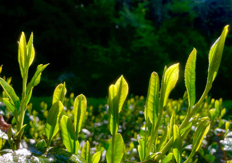 What is shincha and why is it so special? - Yunomi.life