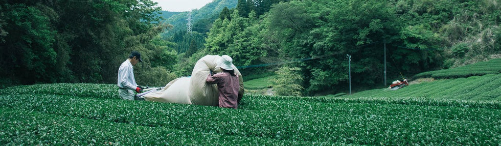 Chiyonoen Tea Garden - Yunomi.life