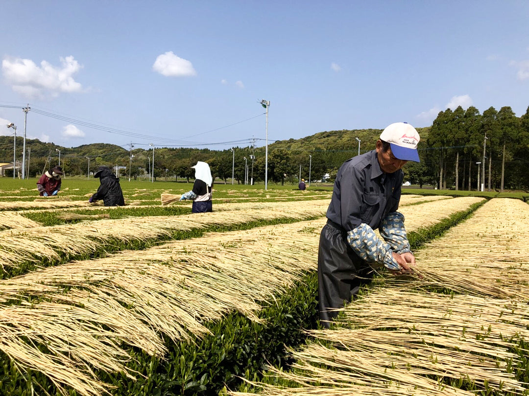 Tea Farmer Sumiyoshi Kuwazuru