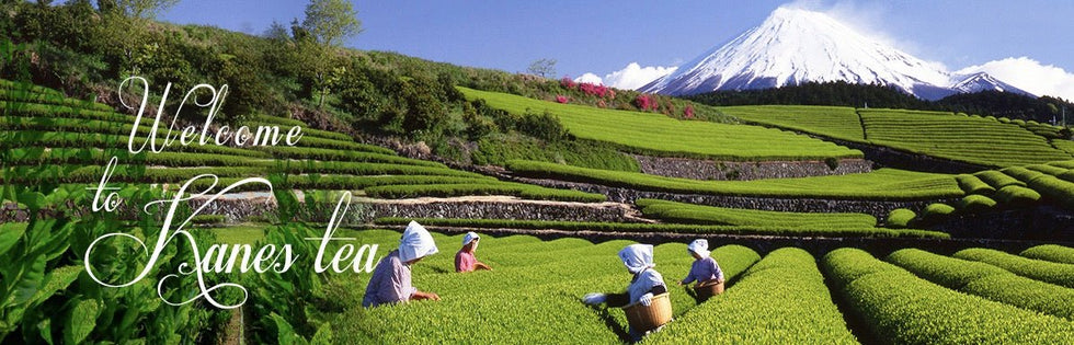 Kanes Tea Factory - Yunomi.life