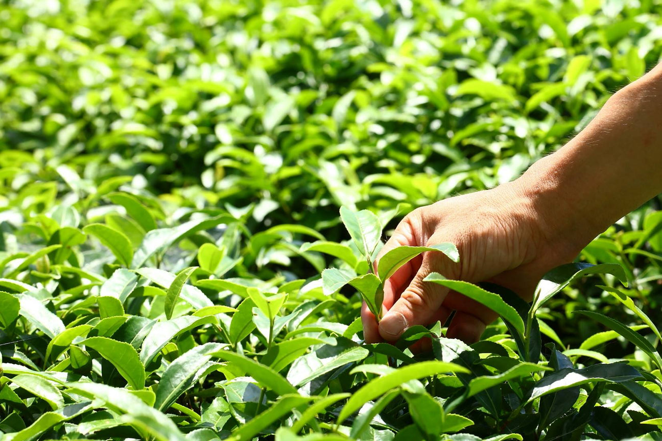 Oguri Tea Farms - Yunomi.life