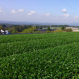 Koukien Tea Garden: Wakocha Kanaya Midori Single Cultivar Black Tea Kirishimasta, Kagoshimasta