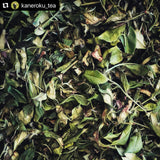 #0376.S5 Kaneroku Matsumoto Tea Garden: Summer White Tea Single Cultivar Koushun 白茶香駿