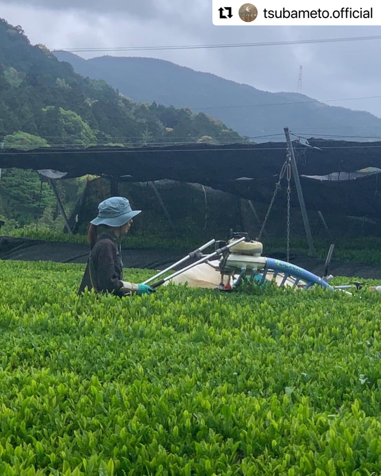 #0896.A1 Tsubame to Chabatake: Farm Direct Wakocha Black Tea from Nukata Village, Okazaki, Aichi